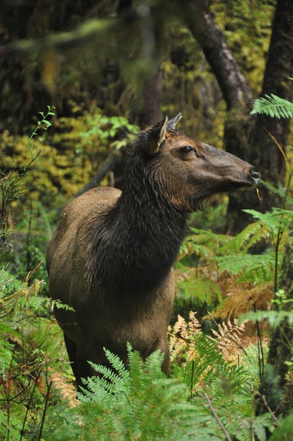 Uma das muitas Elks fêmeas na manada que encontramos na Hoh Forest, uma das mais úmidas do mundo, no Olympic National Park, no estado de Washington, oeste dos Estados Unidos